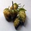 Alpine Strawberry White Soul
