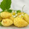 Alpine Strawberry Yellow Wonder