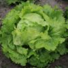 Blonde De Paris Lettuce