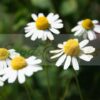German Chamomile Seeds