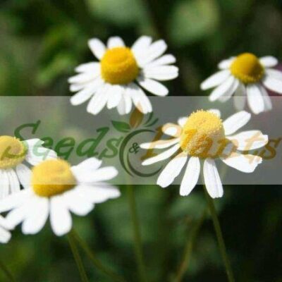 German Chamomile Seeds