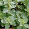 Greek Oregano