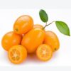 Kumquat Tree