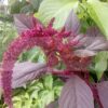 Red Garnet Amaranth