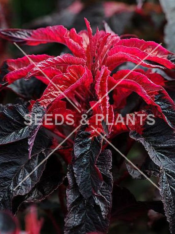 Green Amaranth (Marog) Seeds for sale South Africa Seeds and Plants
