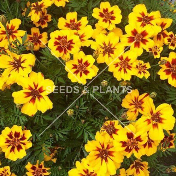 Flower Seeds for Sale Flower Seed Store South Africa