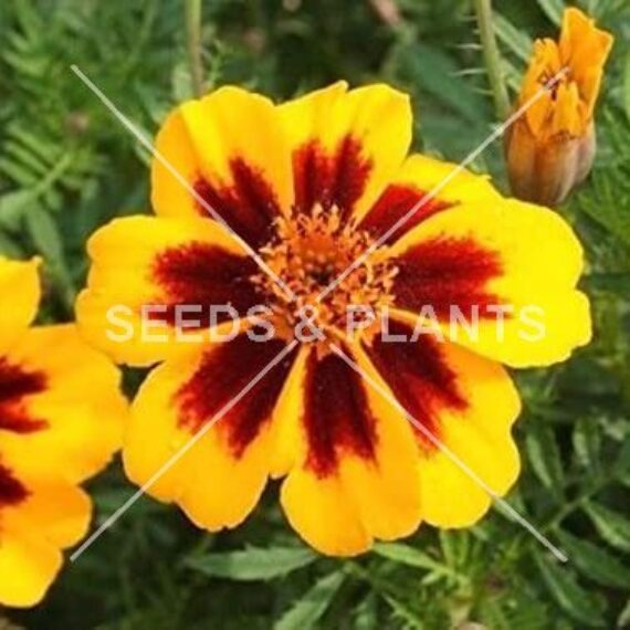 Flower Seeds for Sale Flower Seed Store South Africa