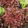 Red Salad Bowl Lettuce