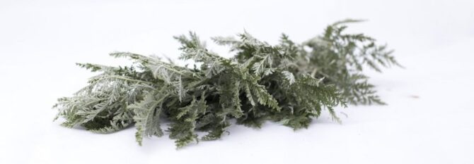 African Wormwood Medicinal Uses