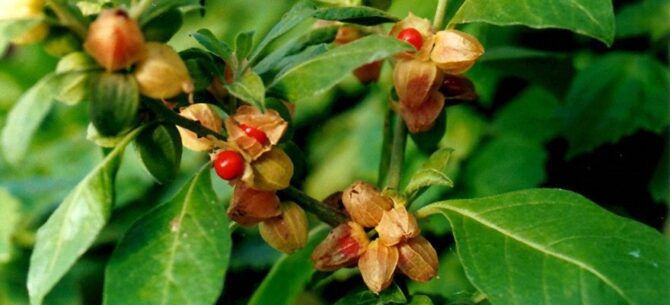 Ashwagandha Medicinal Uses2 E1595853493862 