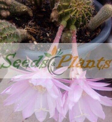 easter lily cactus