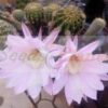 easter lily cactus