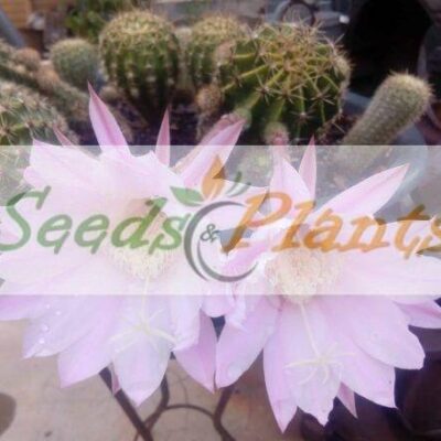 easter lily cactus