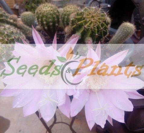easter lily cactus