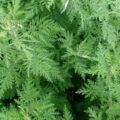 How to Grow African Wormwood