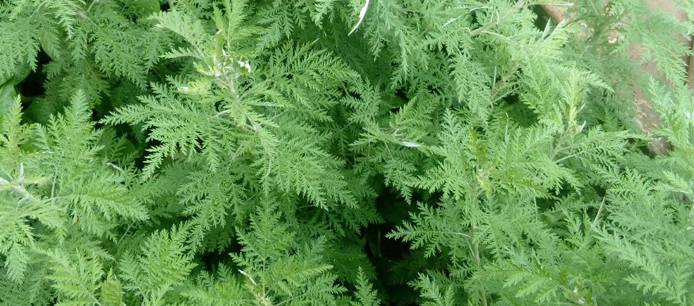 How to Grow African Wormwood - Seeds and Plants