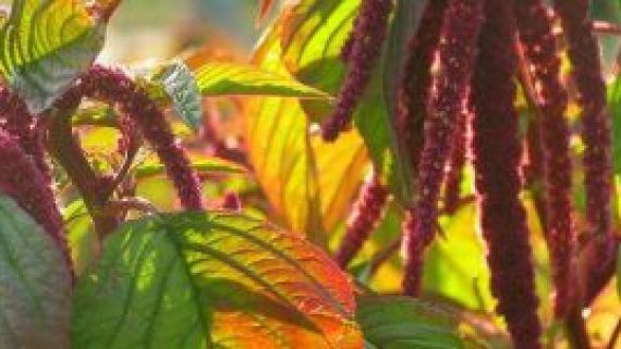 how tall can your amaranth plant grow factors that affect height