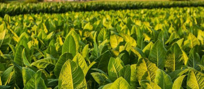 Virginia Brightleaf Tobacco Seeds - Huge selection! Many different  varieties of tobacco leaf seeds for sale.