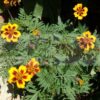 Naughty Marietta Marigold