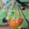 Otricoli Orange Berry Seeds