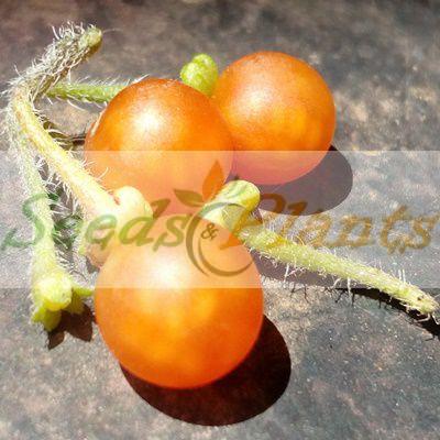 Otricoli Orange Berry