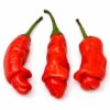 Red Peter Chilli