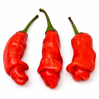 Red Peter Chilli
