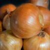 texas grano onion