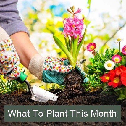 Seeds And Plants South Africa Online Seed And Plant Store