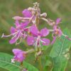 Willow Herb