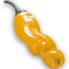 yellow peter chilli