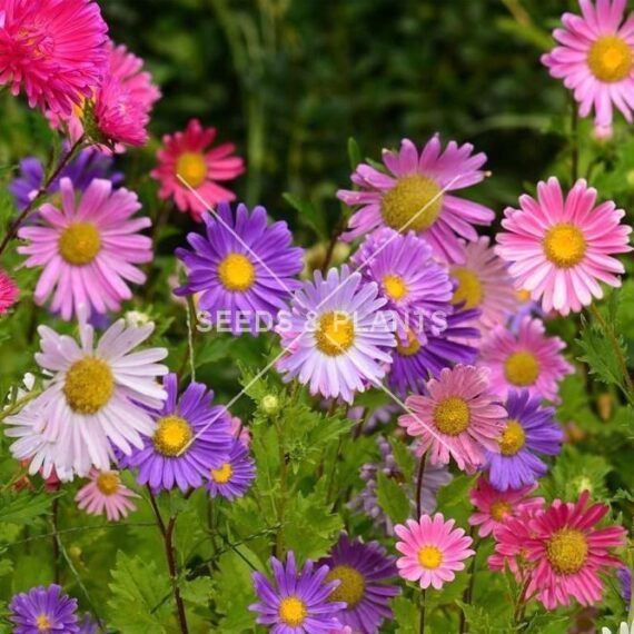 Flower Seeds for Sale Flower Seed Store South Africa