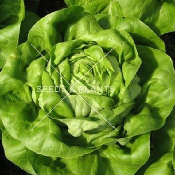 Lettuce Crisphead Looseleaf Romaine Butterhead Seeds and Plants