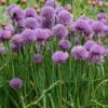 Chives Herb