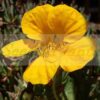 nasturtium golden jewel