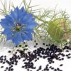 Black Cumin