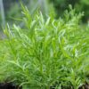 Russian Tarragon
