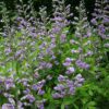Virginian Skullcap