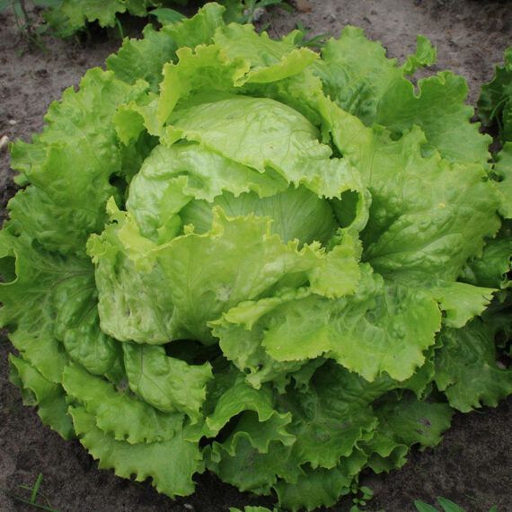 Lettuce Crisphead Looseleaf Romaine Butterhead Seeds and Plants