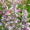 Clary Sage