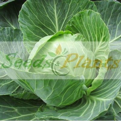 Drumhead cabbage seeds
