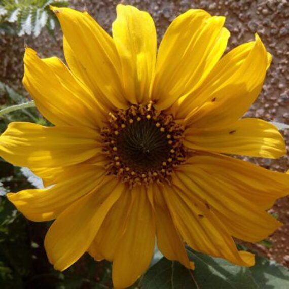 Flower Seeds for Sale Flower Seed Store South Africa