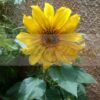 Dwarf Sunflower Seeds