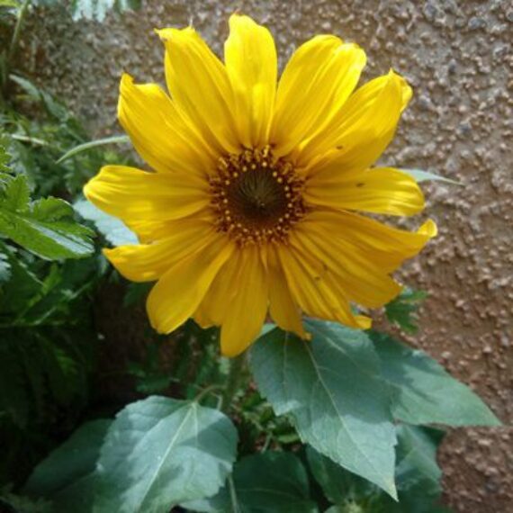 Flower Seeds for Sale Flower Seed Store South Africa