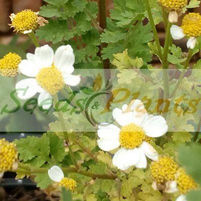 Gardening Treasures: 50 Feverfew Tetra White Seeds