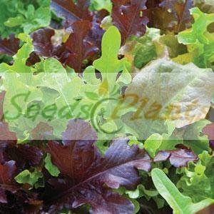 gourmet saled blend lettuce seeds