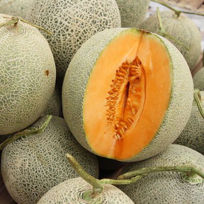 Hales Best Melon - 10 Cantaloupe - Seeds and Plants