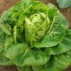 Little Gem Lettuce