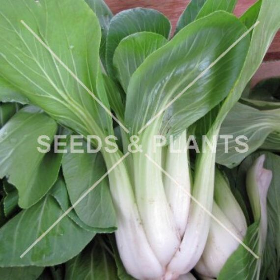 Pak Choi & Tatsoi - Asian Greens | Seeds and Plants