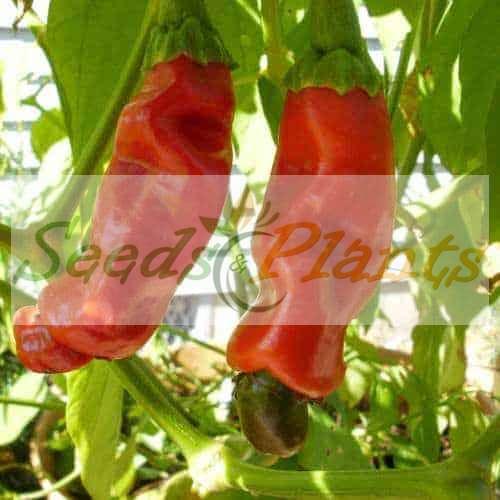 red peter chilli seeds